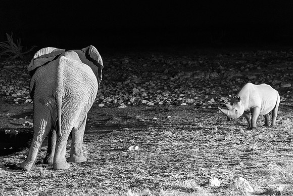 Etosha Namibia