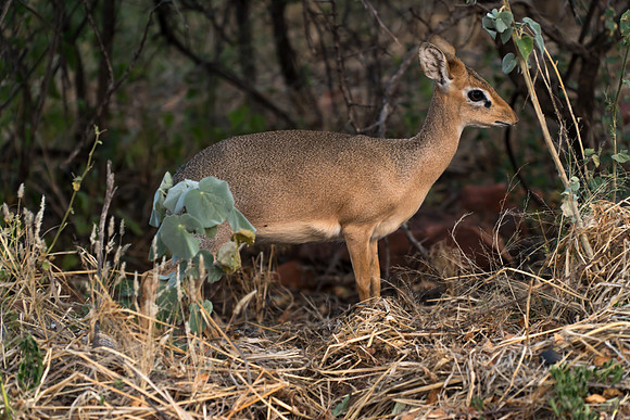 Waterberg Namibia