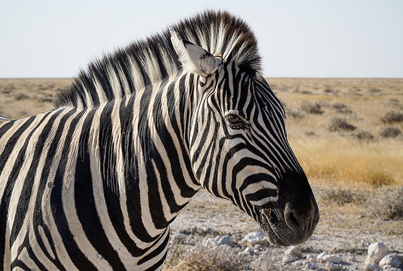 Etosha Namibia