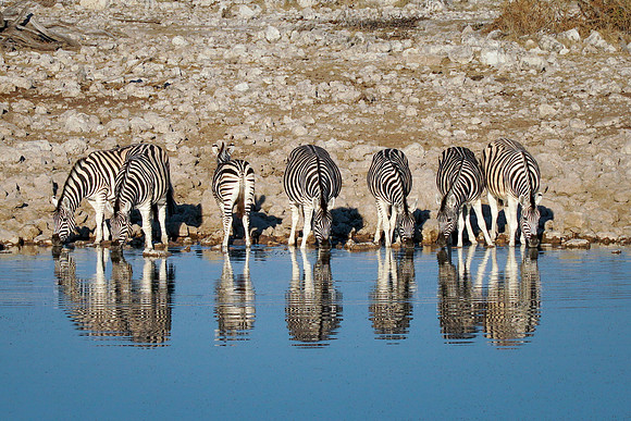 Etosha Namibia