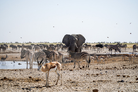 Etosha Namibia