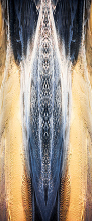 Seed